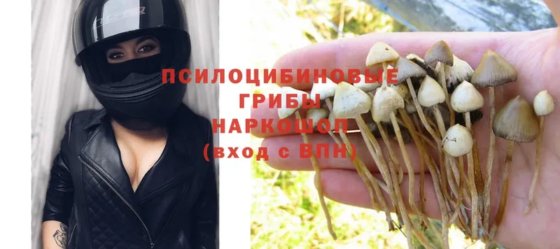 Галлюциногенные грибы Magic Shrooms  как найти   Медынь 